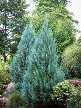 juniper moonglow landscaping tree skyrocket trees shrub shrubs privacy backyard yard evergreen dwarf star point garden juniperus scopulorum spruce plants