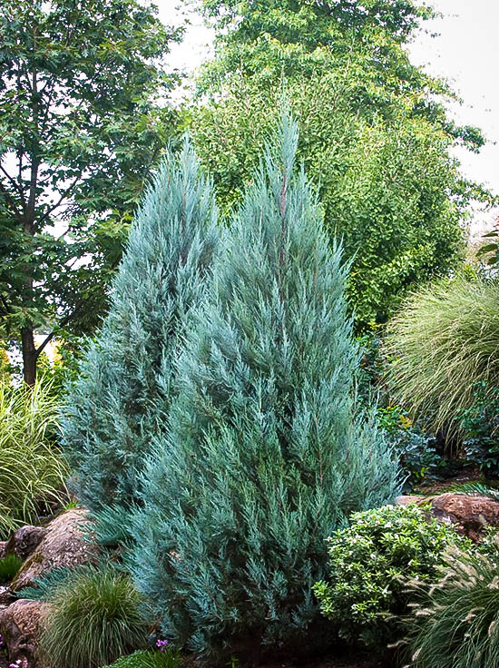 blue point juniper