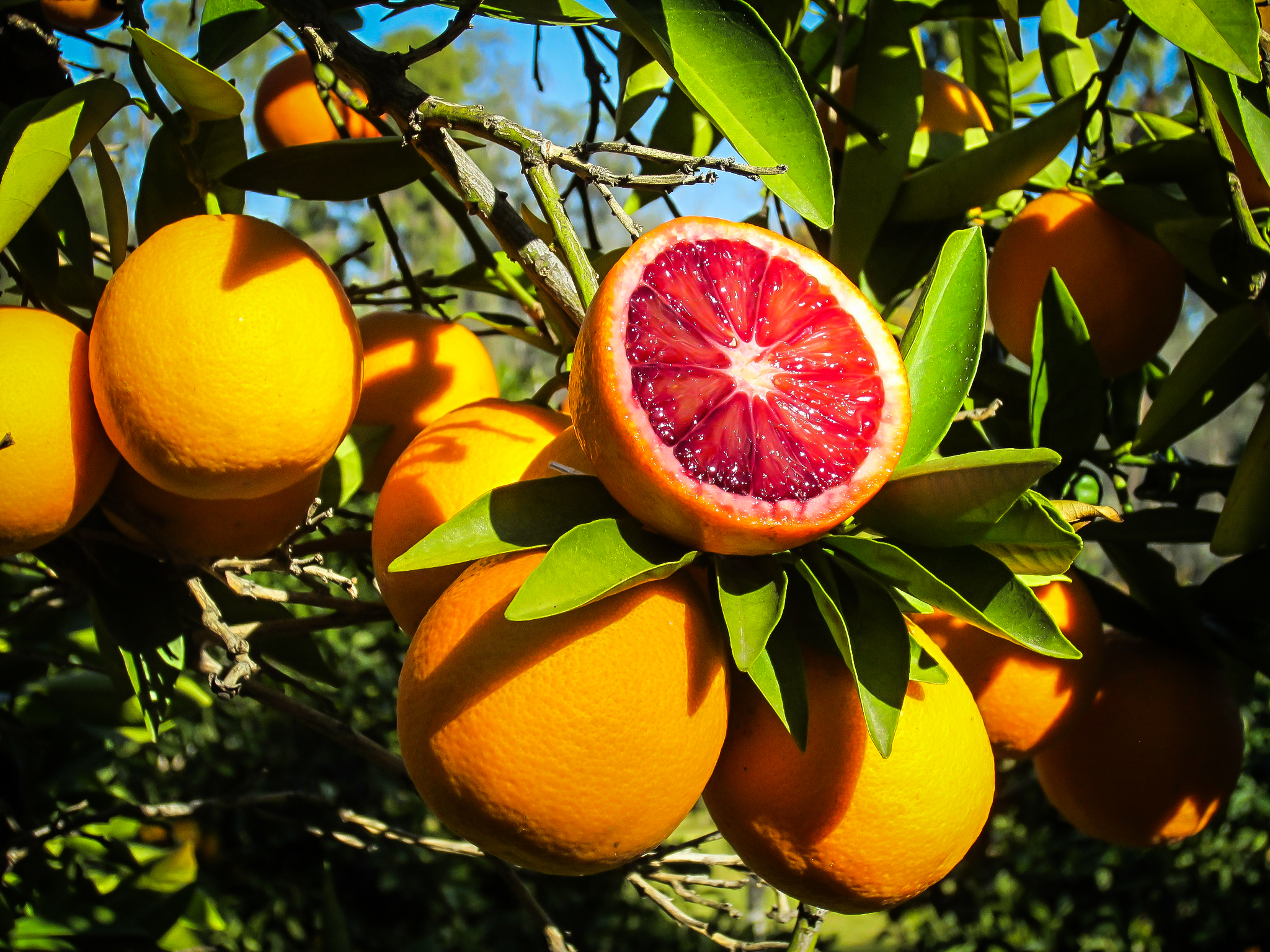 Moro Blood Orange Trees For Sale The Tree Center™