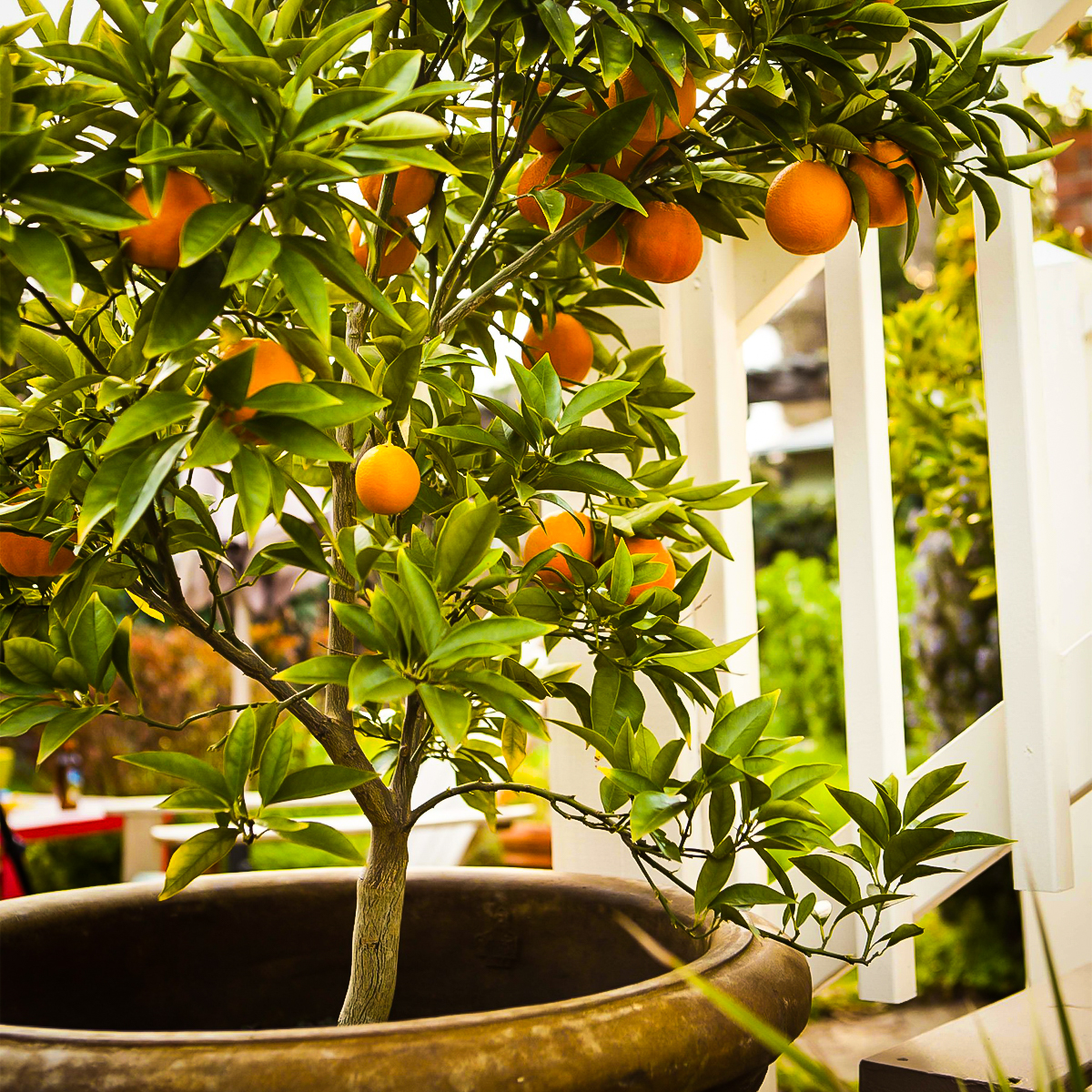 Moro Blood Orange Trees For Sale The Tree Center™