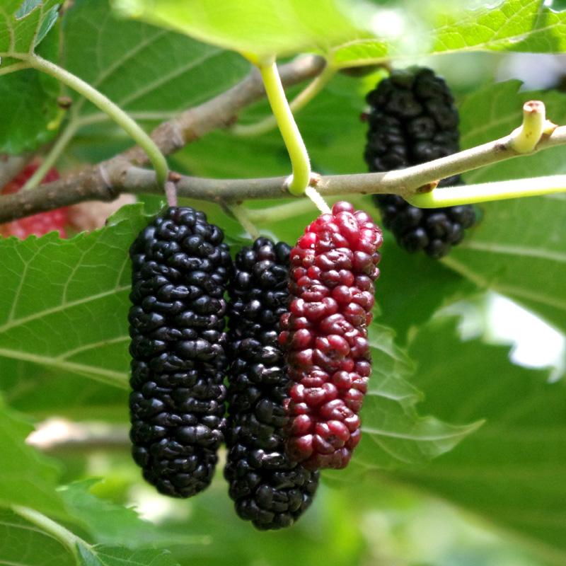 Berries That Grow On Trees The 6 Most Popular Berry Trees Berries That Grow On Trees The 6 Most Popular Berry Trees