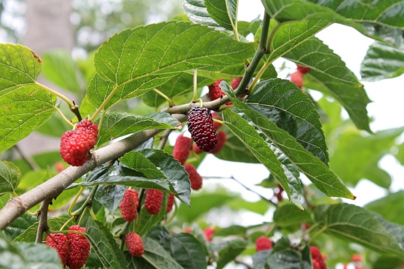 रास्पबेरी दिखने वाले फल पैदा करने वाला पेड़
