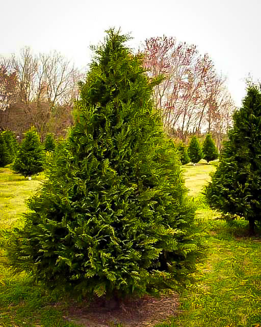 cypress murray leyland tree trees plants evergreen plant seeds zones dwarf hardiness sepole buy