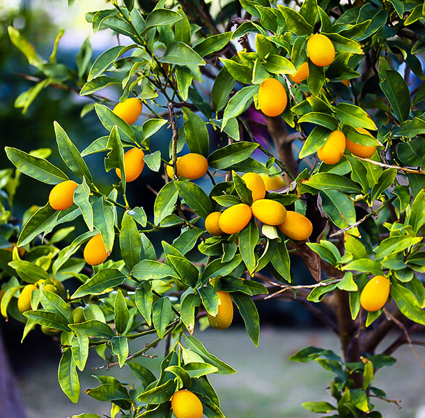 Nagami Kumquat Trees For Sale | The Tree Center™