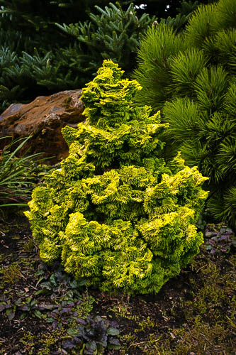 Nana Lutea Hinoki Cypress For Sale Online | The Tree Center