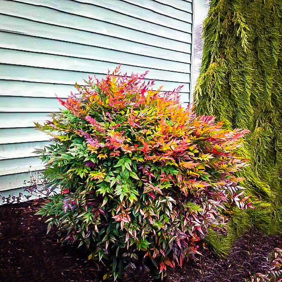 compact nandina plants for
