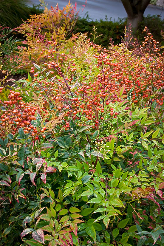 nandina domestica heavenly bamboo