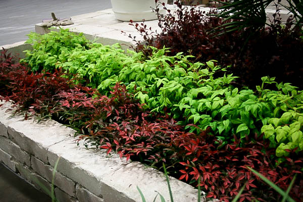 flirt nandina plants for