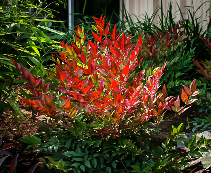 Obsession™ Nandina Shrubs For Sale | The Tree Center™