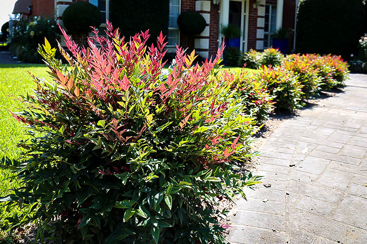 Southern Living Obsession Nandina Shrub - 2 Gallon, Evergreen With Red Foliage, Low Maintenance (Zones 6-10)