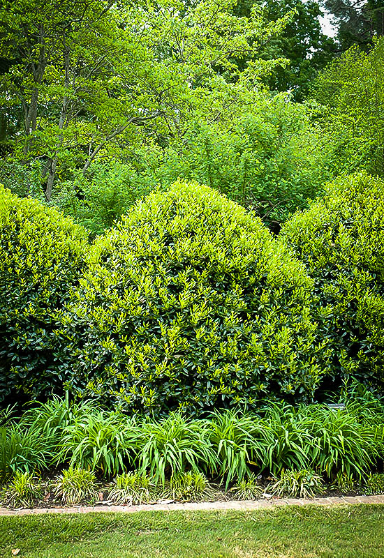 Needlepoint Holly Bushes For Sale The Tree Center™