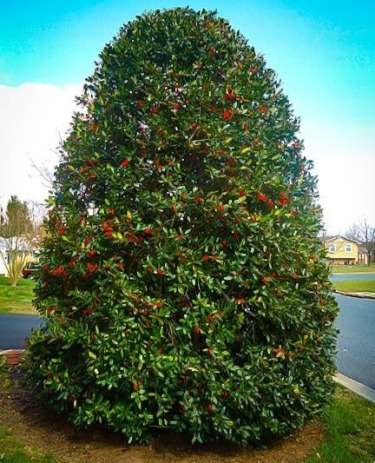 Nellie Stevens Holly Bush