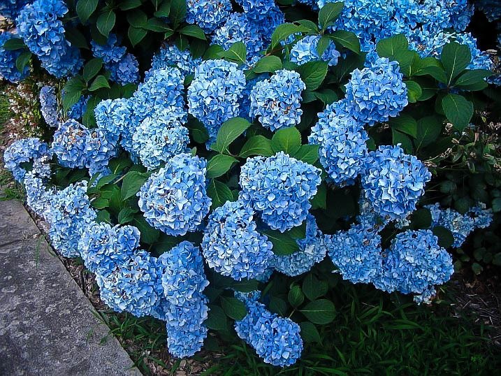 Nikko Blue Hydrangea For Sale Online  The Tree Center