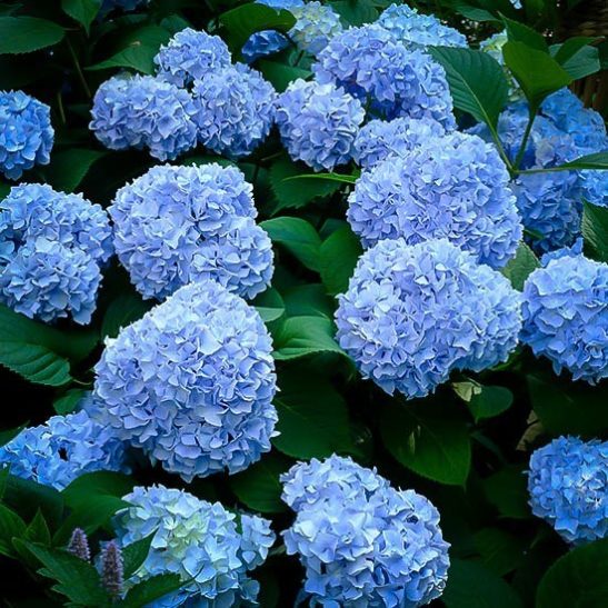 Nikko Blue Hydrangea For Sale Online | The Tree Center