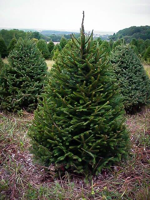 Norway Spruce For Sale Online | The Tree Center