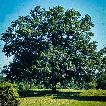 How Much Does an Oak Tree Cost? 
