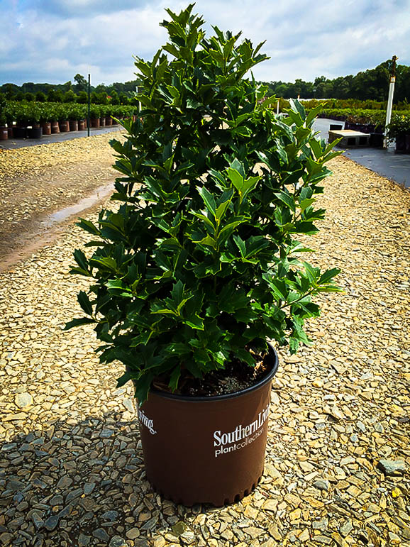 Southern Living Oakland Holly Tree | The Tree Center™