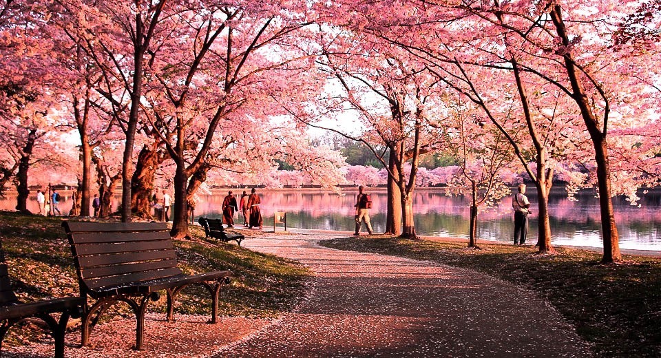 Okame Cherry Blossom Tree For Sale Online The Tree Center Okame Cherry Blossom Tree For Sale Online The Tree Center