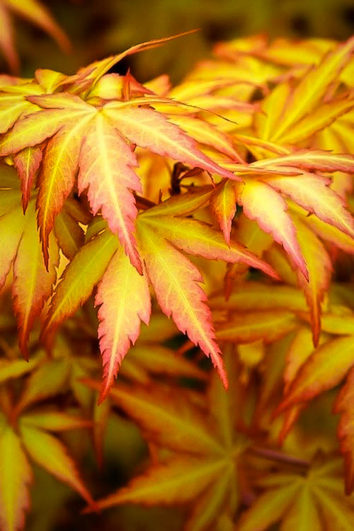 Orange Dream Japanese Maple Trees For Sale The Tree Center™