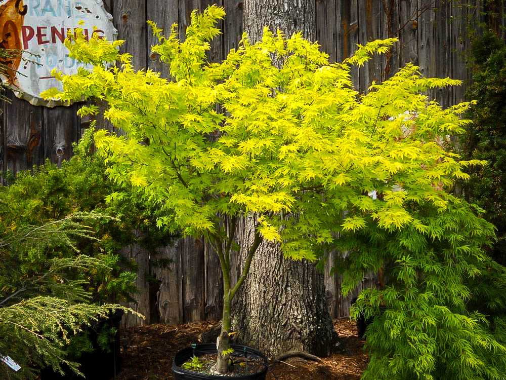 Orange Dream Japanese Maple Trees For Sale | The Tree Center™