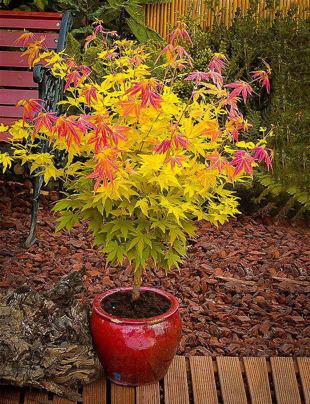 Orange Dream Japanese Maple Trees For Sale | The Tree Center™