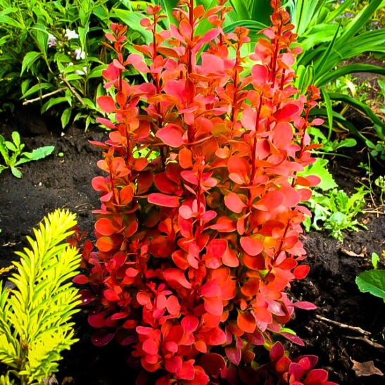 Orange Rocket Barberry Shrubs For Sale The Tree Center™
