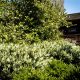 Cherry Laurel – the Top-Pick Easy Evergreen Shrub