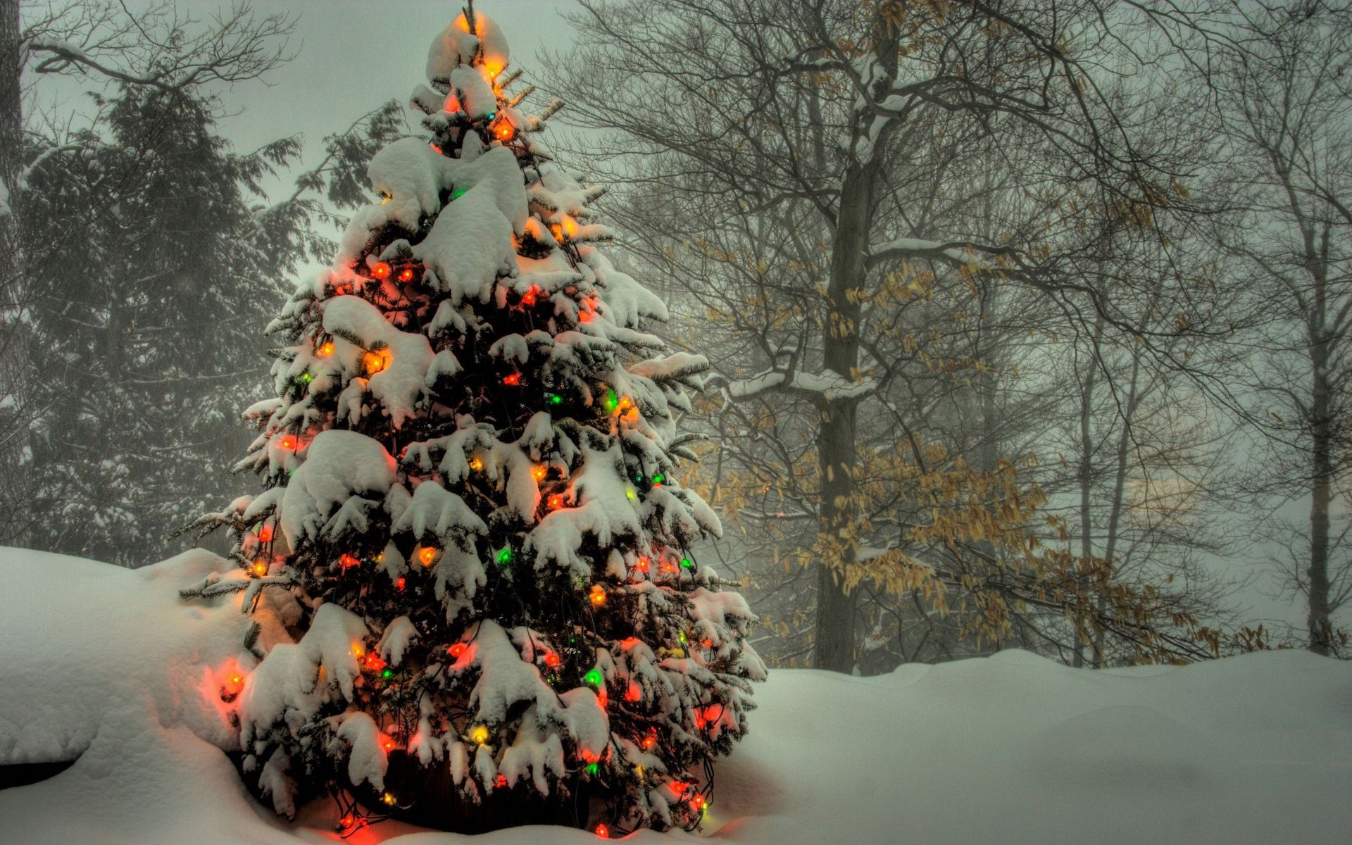 5 Trees That Make The Perfect Gift 5 Trees That Make The Perfect Gift