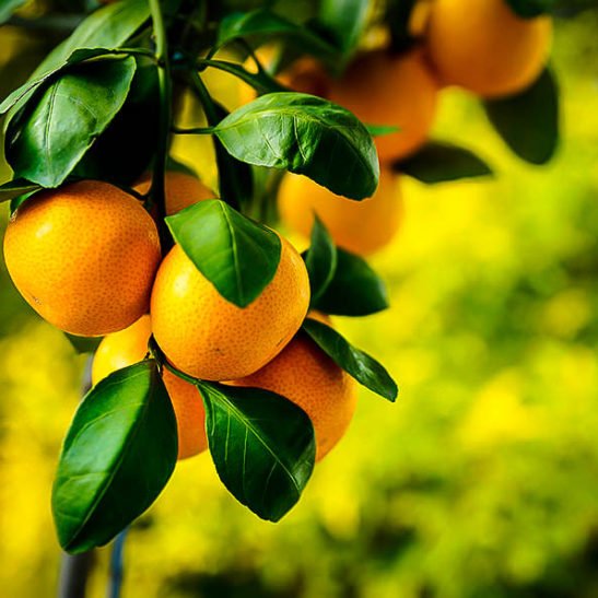 Owari Satsuma Mandarin For Sale The Tree Center™