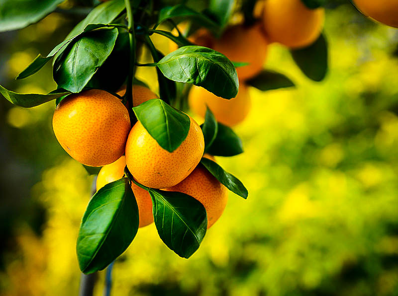 satsuma tangerine tree for sale satsuma tangerine tree for sale
