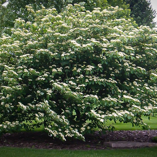 Dogwood