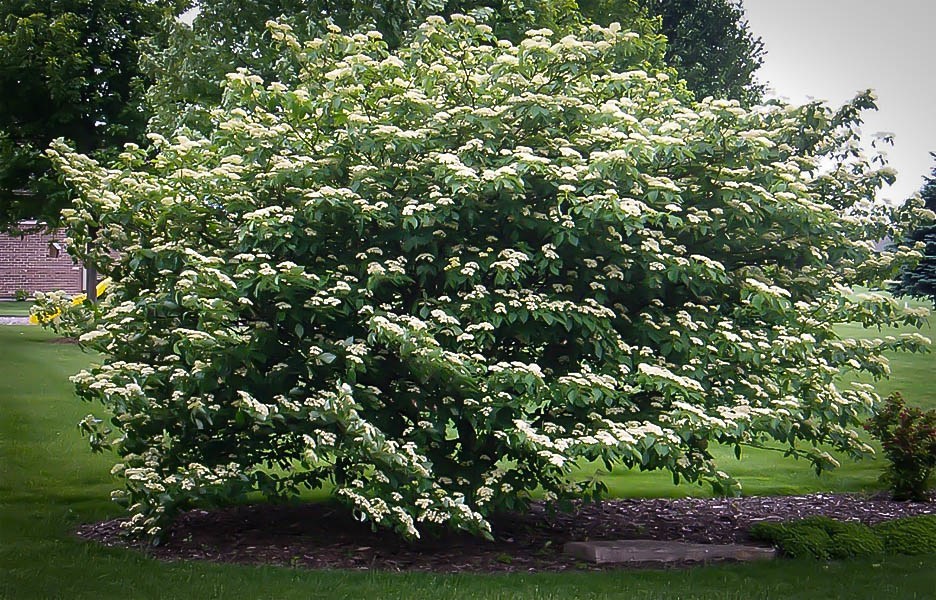 Pruning A Mature Kousa Dogwood Tree - Kousa Dogwood Shape