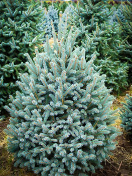 spruce trees norway select tree paul
