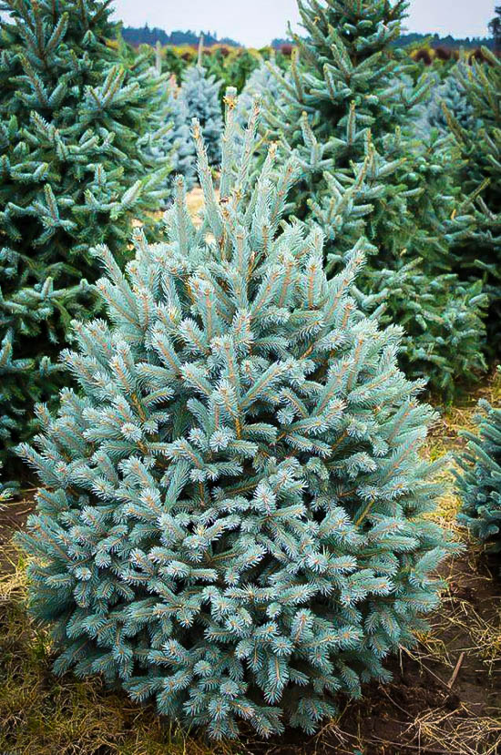 Paul's Select Norway Spruce Trees For Sale The Tree Center™