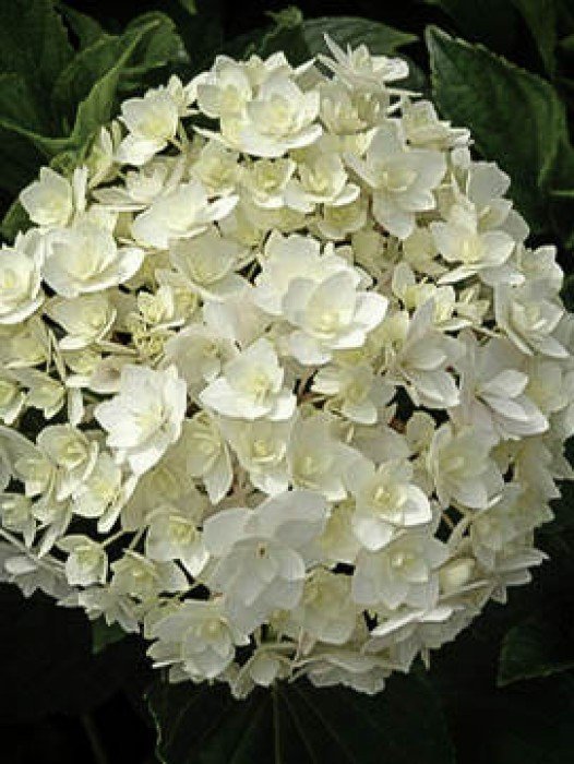 Hydrangeas