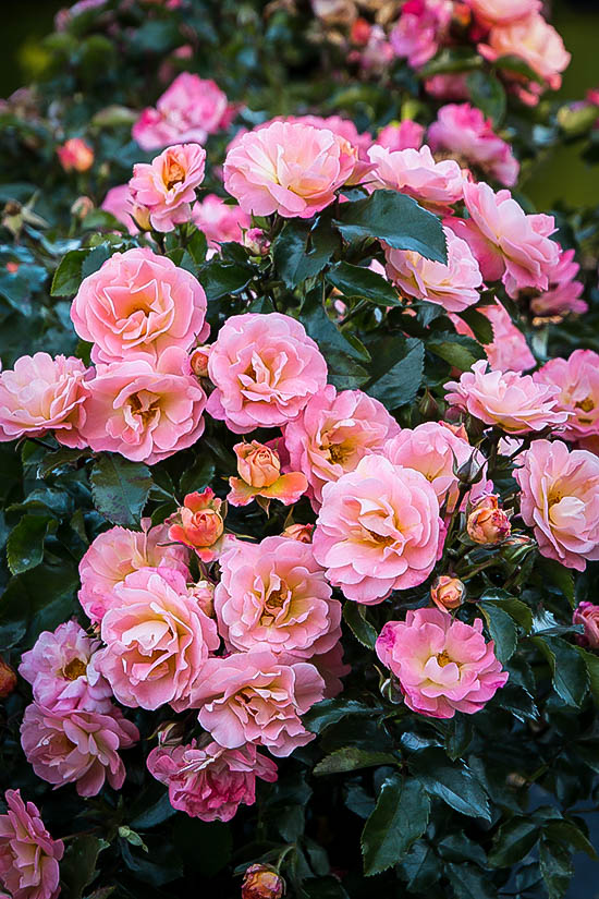 Peach Drift® Rose Bushes For Sale The Tree Center™