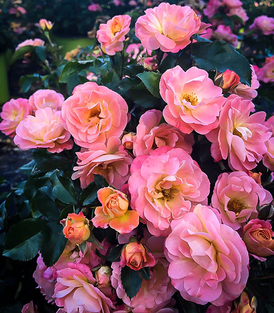 Peach Drift® Rose Bushes For Sale The Tree Center™