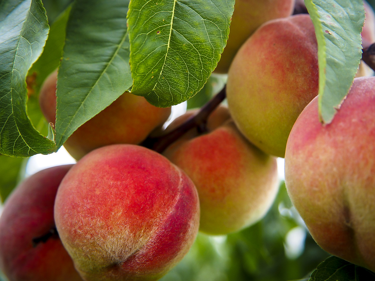 Glohaven Peach Trees For Sale Online The Tree Center™
