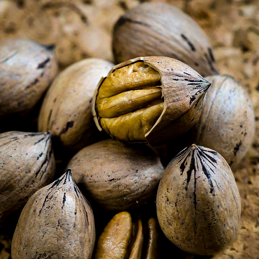 Southern Pecan Trees For Sale Online The Tree Center™