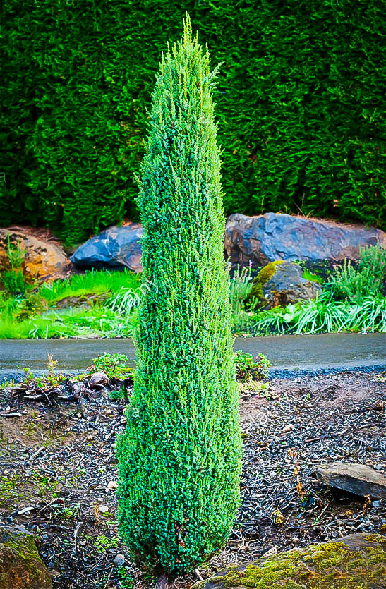 Pencil Point Juniper Trees For Sale The Tree Center™