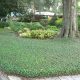 Groundcover Plants for Shady Places