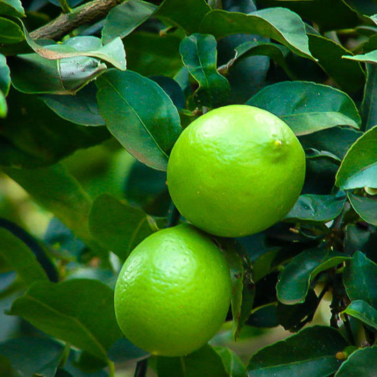 Persian Lime Trees For Sale Online The Tree Center™