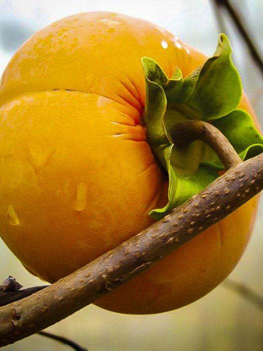 Persimmon Trees