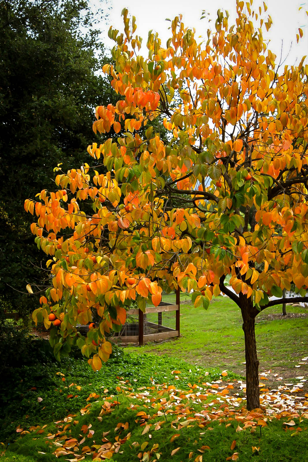 Hachiya Japanese Persimmon Trees For Sale The Tree Center™