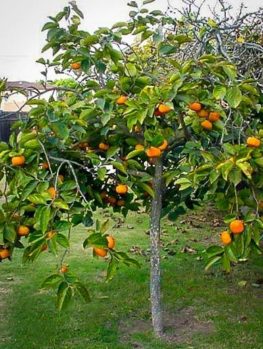 buy paw paw trees buy paw paw trees