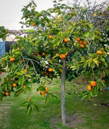 Golden Kamuy – 17 – No Persimmon Trees in Hokkaido – RABUJOI – An