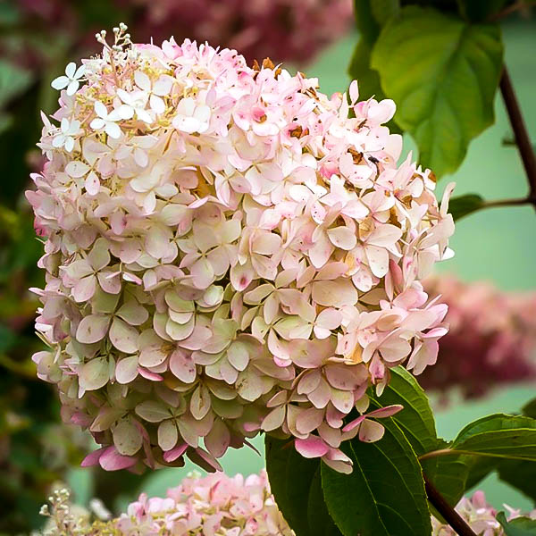 Phantom Hydrangea The Tree Center