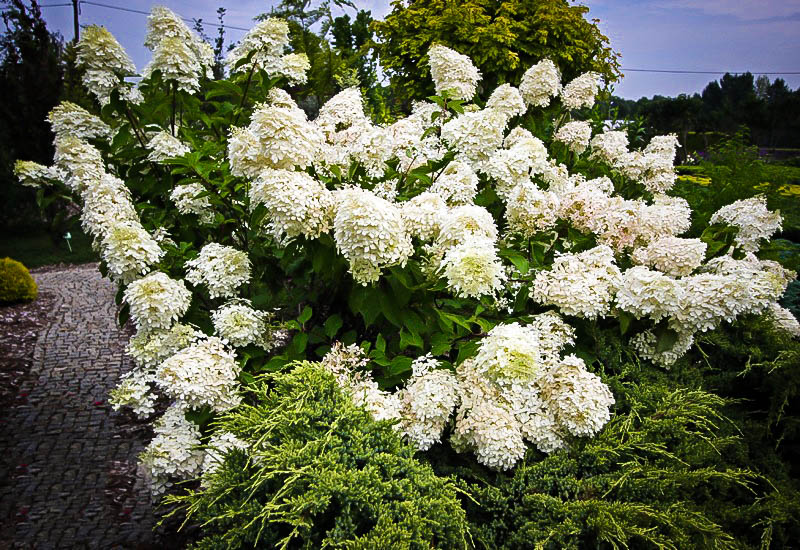 Phantom Hydrangea The Tree Center Plant