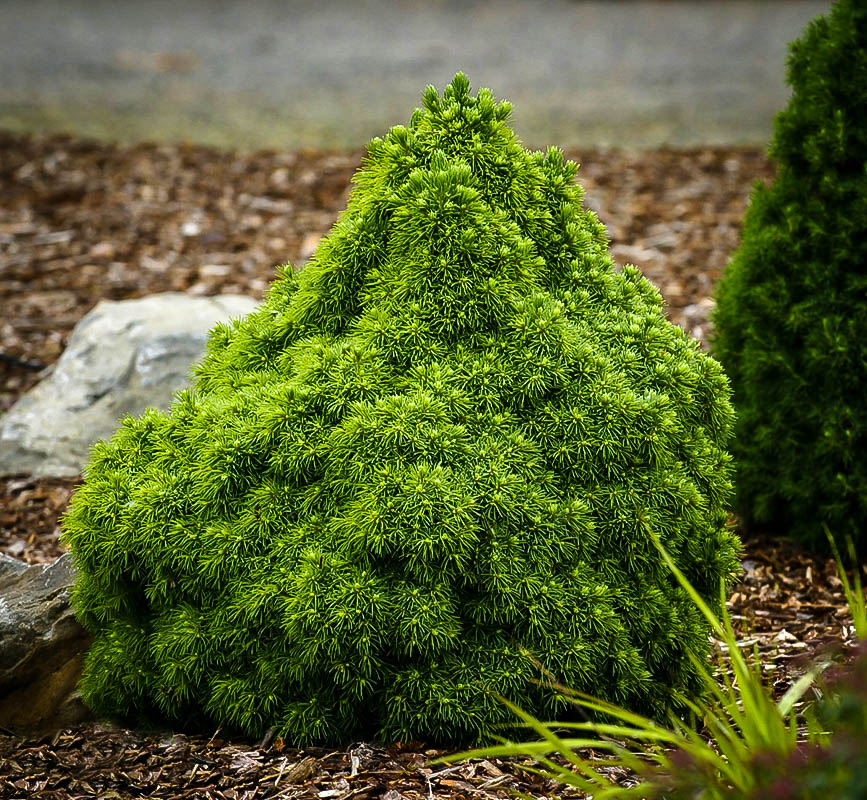 humpty dumpty alberta spruce