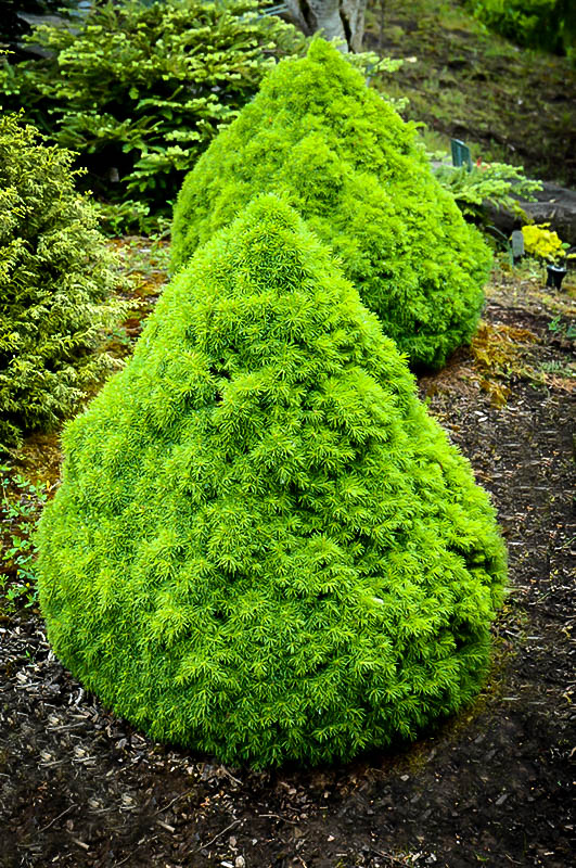 Humpty Dumpty Alberta Spruce Trees For Sale The Tree Center™